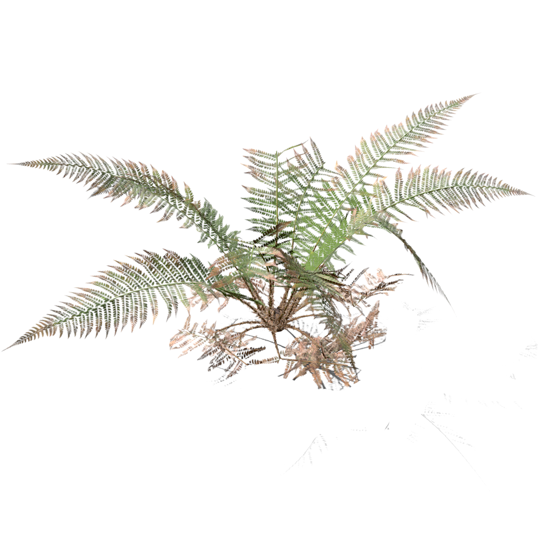 European scale fern