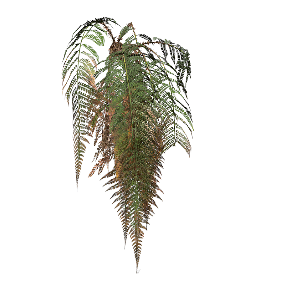 High altitude European fern