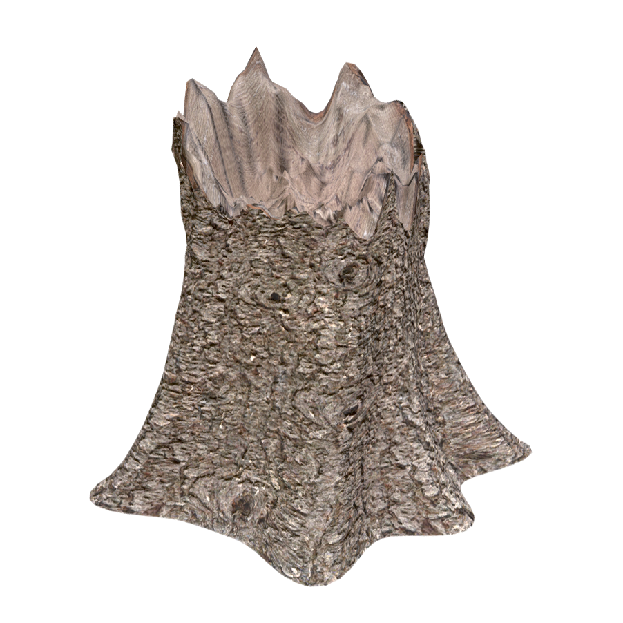 European spruce stump