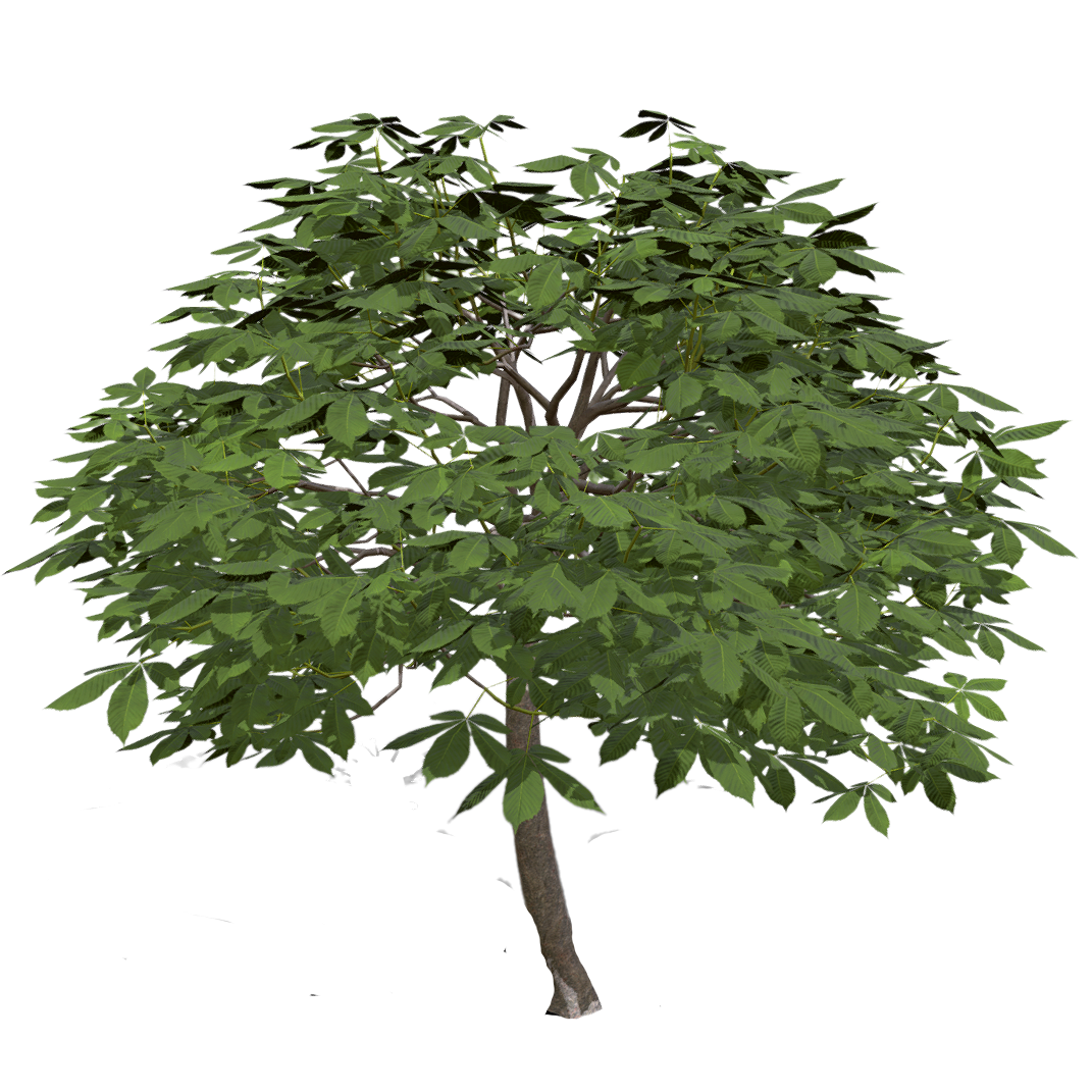 Red Seven Leaf Tree Seedlings