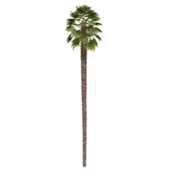 Palm tree
