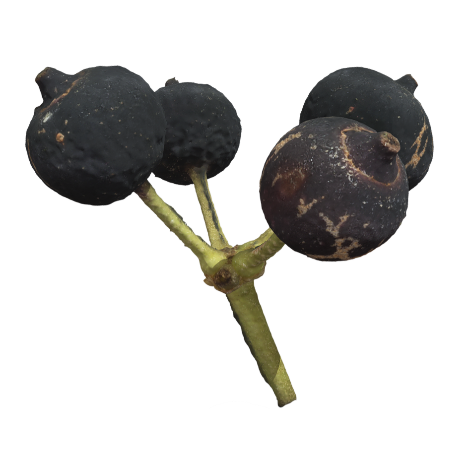 Radiant leaved goosefoot wood fruit