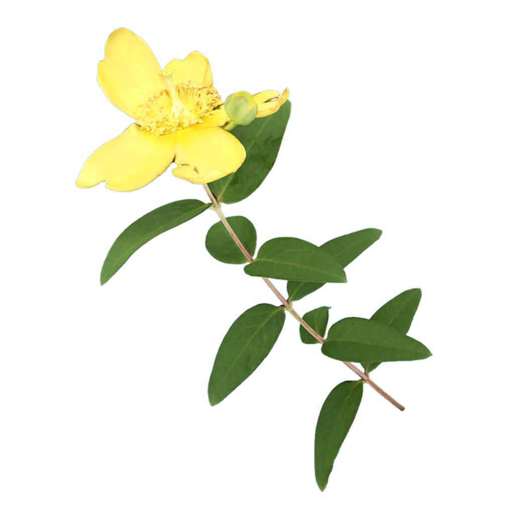 Golden peach blossom