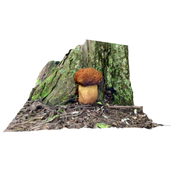Boletus edulis