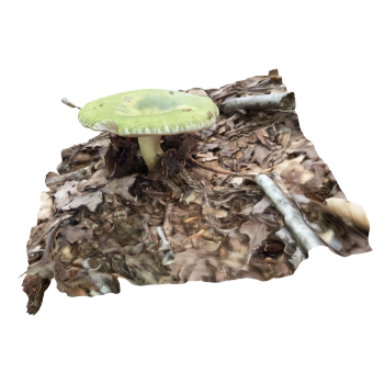 russula cyanoxantha 