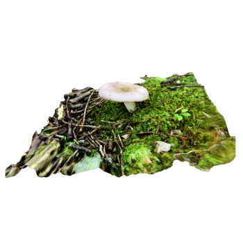 russula cyanoxantha 