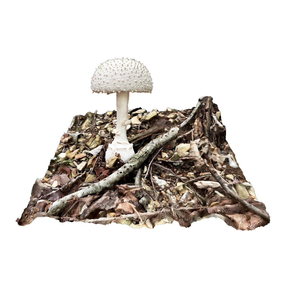 Cone scale white goose paste fungus