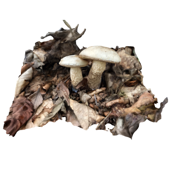 Proposed Southern Boletus edulis
