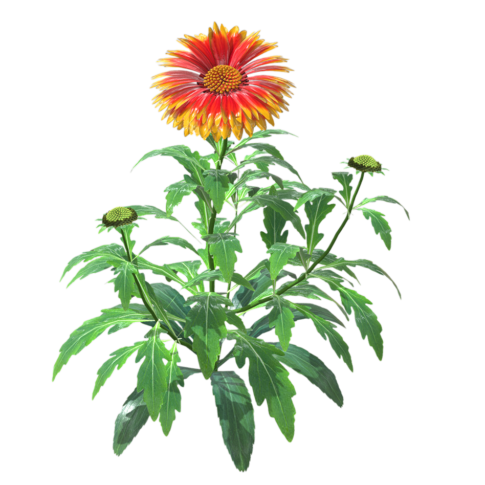 Tianren Chrysanthemum