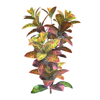 Light purple hairy croton