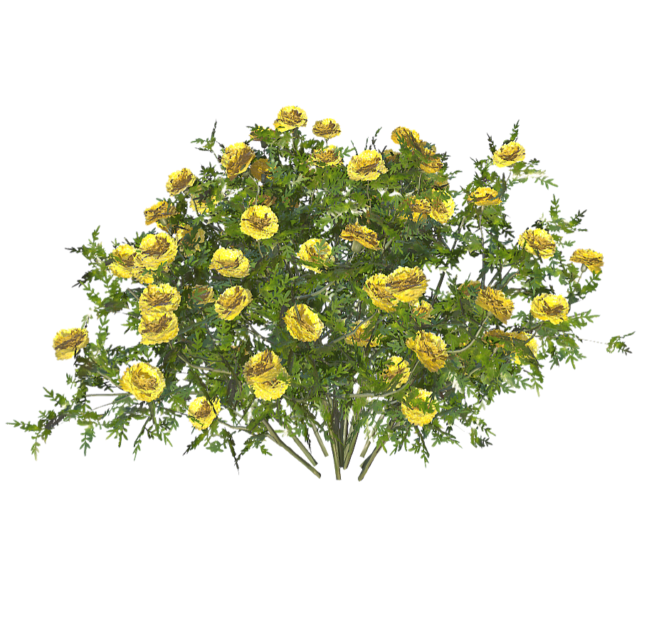 Tagetes patula 