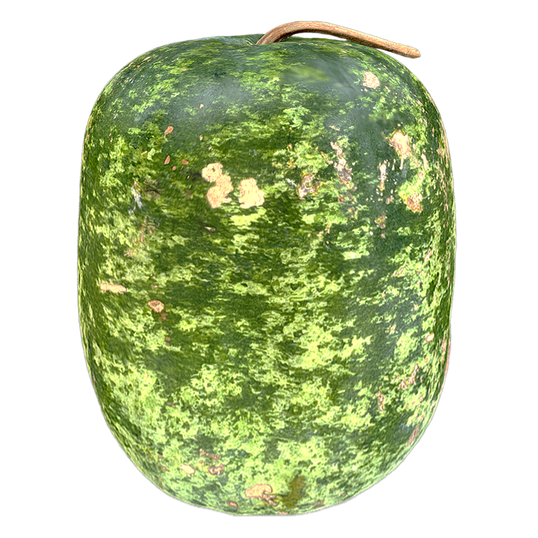 Winter melon