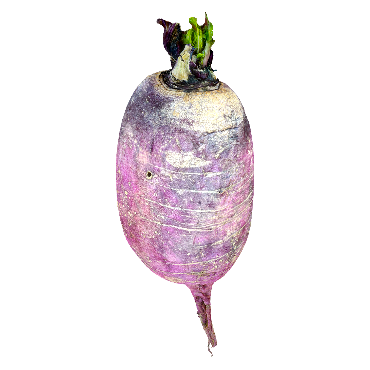 Purple Radish 3D Model