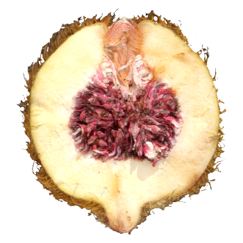 3D model of Huangmaorong fruit