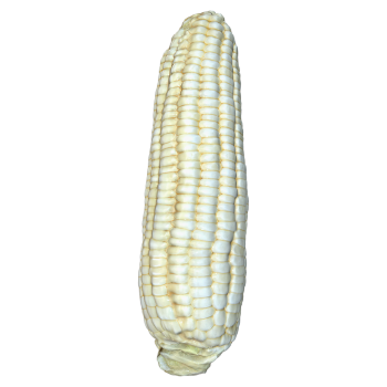 Waxy corn