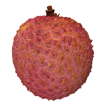 Litchi 3D model