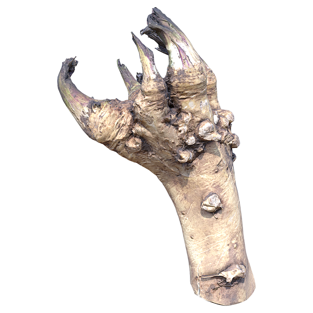 Horseradish 3D model