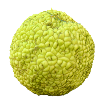 Orange Mulberry 3D Model