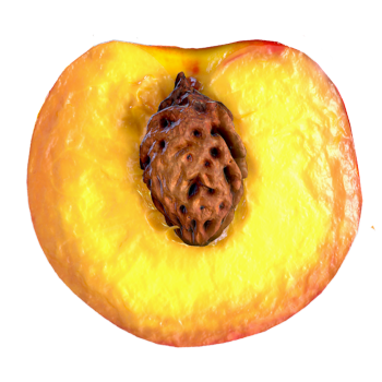 Cut open peach