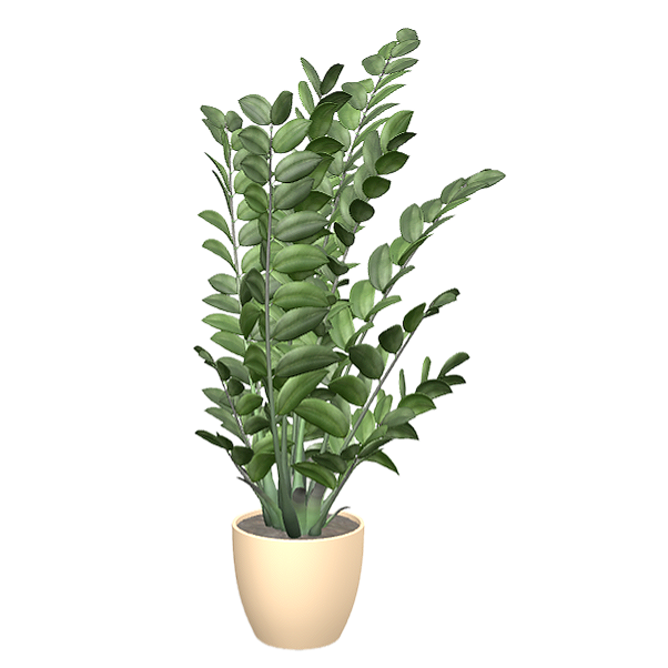 Snow iron taro potted plant