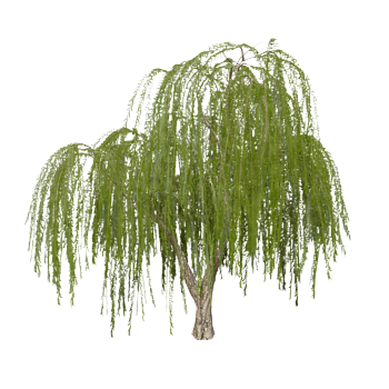 Willow tree 3D model