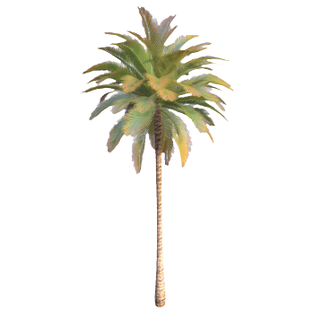3D model of coconut tree