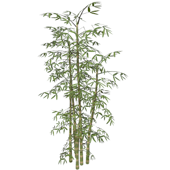 Bamboo 3D model