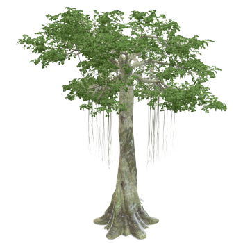 Jibei 3D model