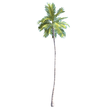 3D model of cocoa coconut tree