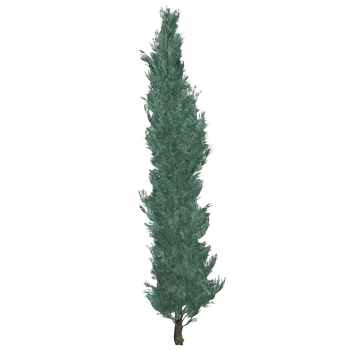 Kashiwagi 3D model