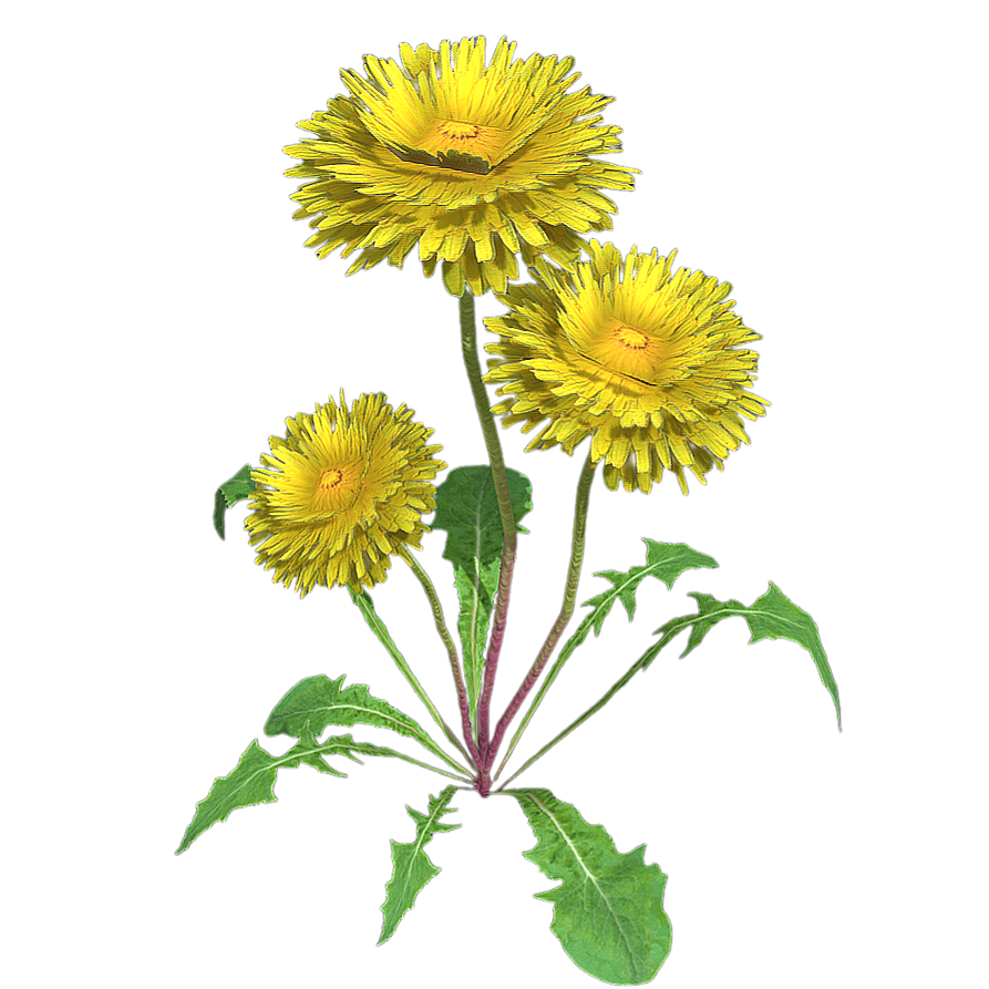 Dandelion Flower 3D Model