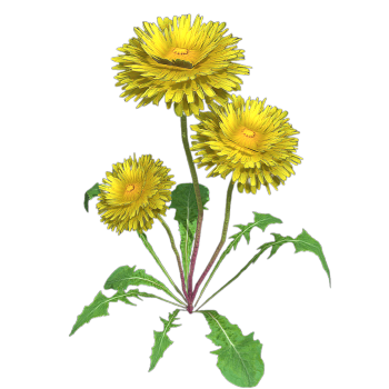 Dandelion Flower 3D Model