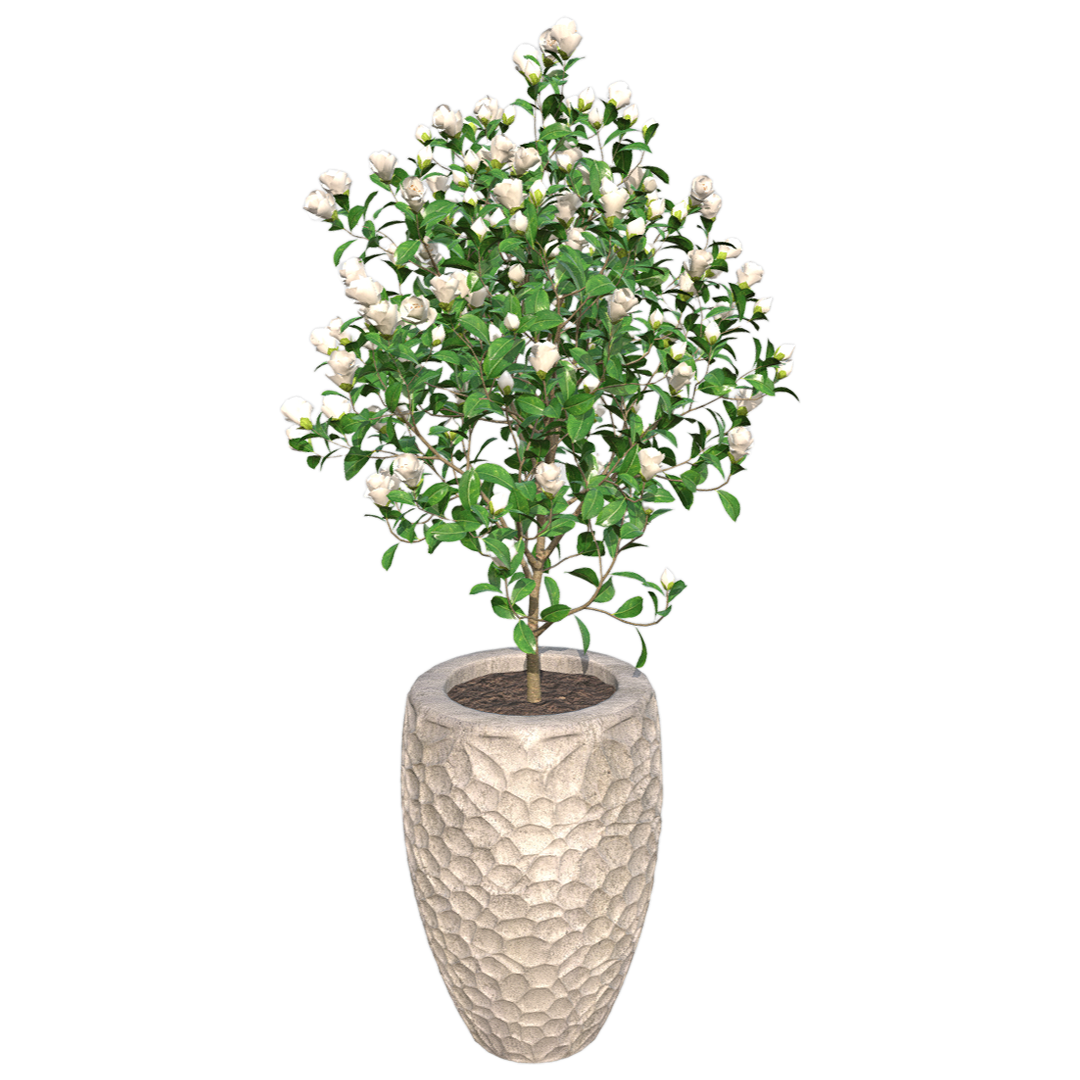 White Mountain Camellia 3D Model