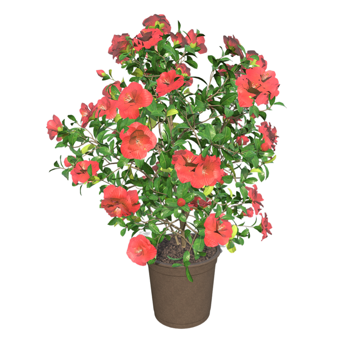 Red Mountain Camellia 3D Model