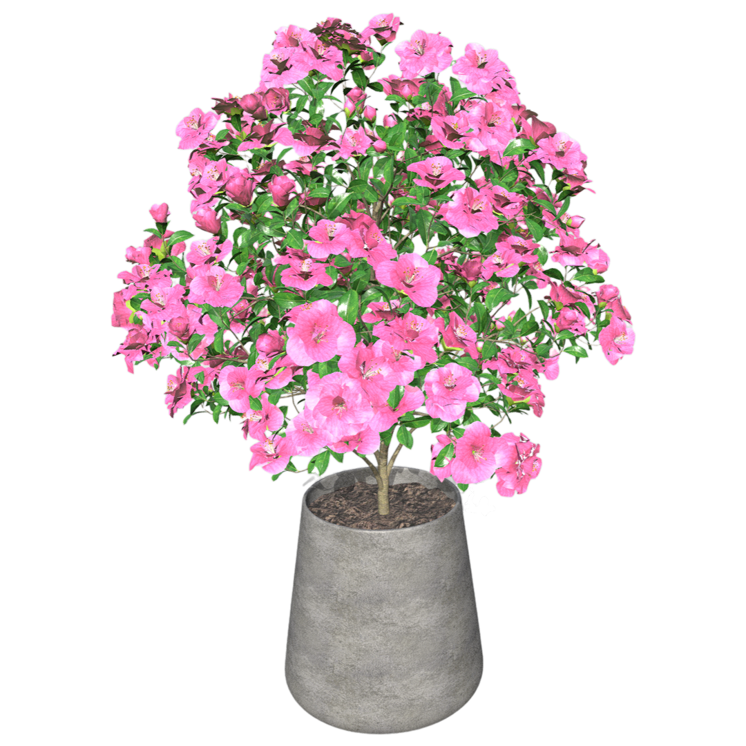 Camellia 3D model