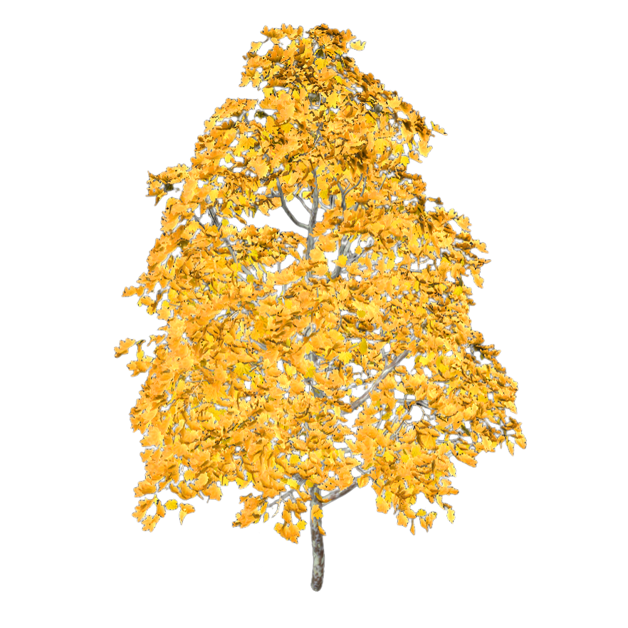 Huangfeng 3D model