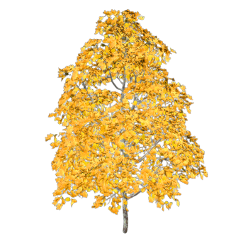 Huangfeng 3D model