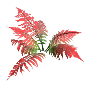 3D model of fern