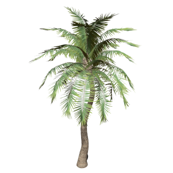 Wealthy Palm