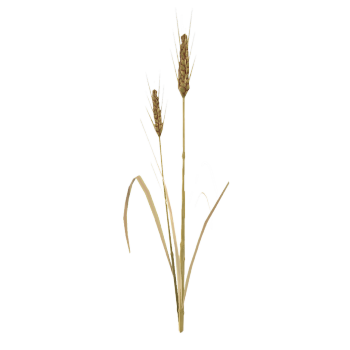 3D model of rice