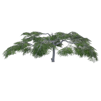 3D model of Acacia tree