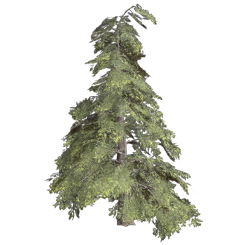 3D Model of Southern Ocean Cedar