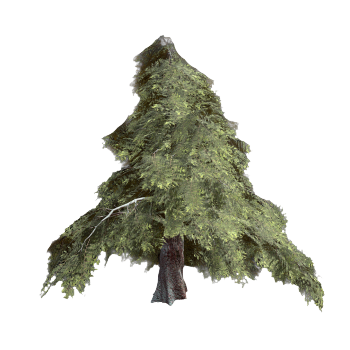 Truncated Southern Ocean Cedar