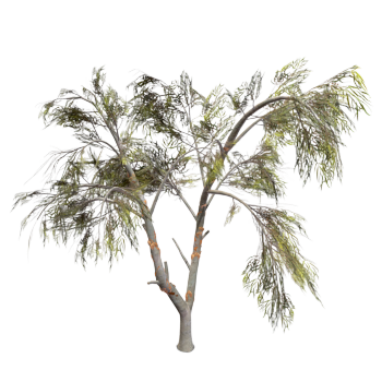 Eucalyptus 3D model