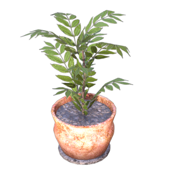 Nine spice potted plant