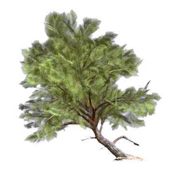 Mediterranean pine 3D model