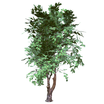 Laurel 3D model
