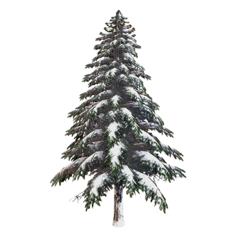 Winter spruce trees