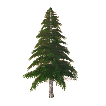 Spring spruce trees