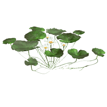 Lotus 3D model